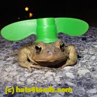 /home//u458753944/public_html/sourcegallery//Roxborough Toad Detour/2013-2019/2019/53742512_10218763677831979_7146593184158580736_o.jpg